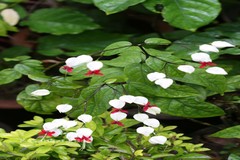 Clerodendrum thomsoniae
